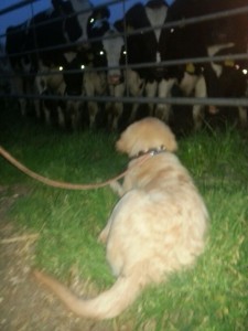 bilderIMG-20140429-WA0000