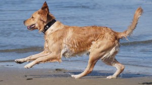 14390976 1143238825711177 4127666741601496990 n