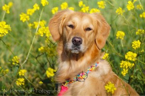 14595548 1159192734115786 6918967413073517702 n