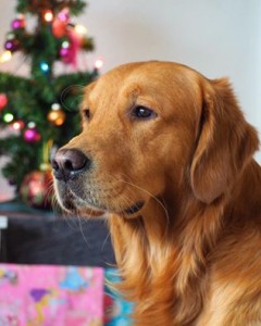 15590358 1329828710414265 3785092908547289531 n