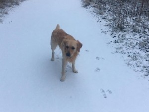 15826561 1328293370576970 5749666916482494063 n