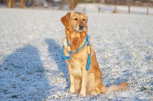 15977521 1269132493121809 2348973230410392235 n