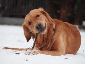 15978124 1359194074144395 480821283351309013 n