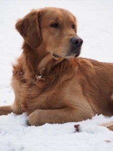 15978251 10208630953796150 1046687101 n