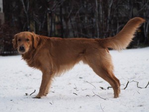 15978291 10208630954036156 450792308 n