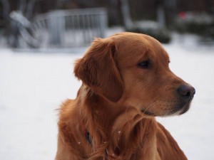 15996112 10208630953876152 701856827 n (1)