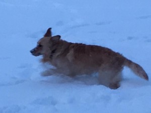 16003055 1350484965024477 4342943653728158456 n