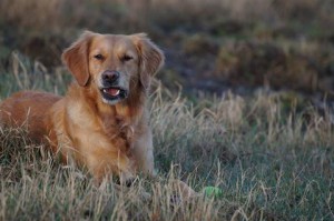 16387325 10155022177526118 4296503717716354339 n