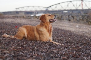 16487754 10155022177681118 6132795577808346048 o