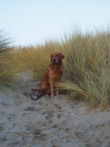 16522781 10208797639603191 578380147 n