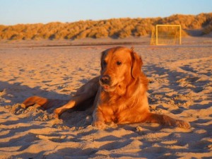 16522834 10208797639043177 921665484 n