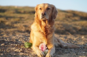 16735361 10155052720526118 534537185 o