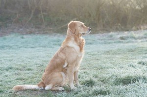 17548881 10155180132896118 1732406401 o