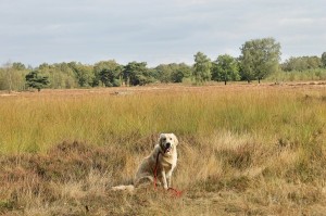 14803329 1132268493524828 637996821 o