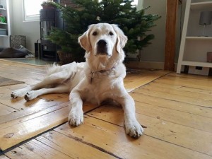 15541905 1725066254185872 7660324161957432175 n