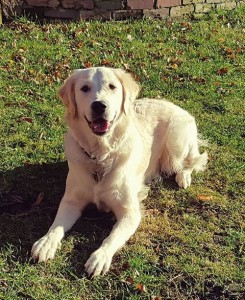 15780682 1754931787865985 3742783123342512308 n