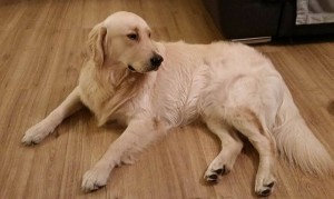 15967709 1218135991604744 1886955063 o