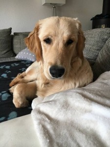 16115051 936087206491627 8278317794512955096 n