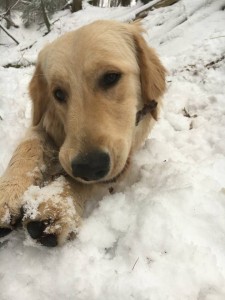 16142760 936087279824953 7857776573020302216 n