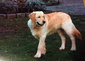 16299174 946885128745168 6469614352393650139 n