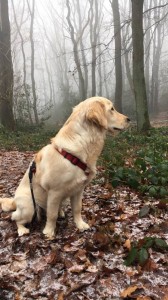 16507253 692949600885543 987218538 n