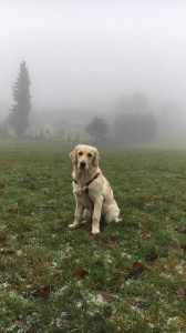 16521707 692949587552211 1139324425 n