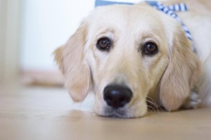 16523182 692949597552210 2096683978 o