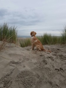 IMG-20161019-WA0002 (1)